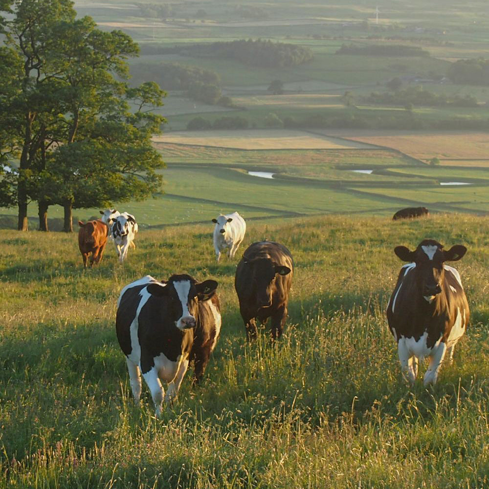 Grass-Fed Beef Tallow
